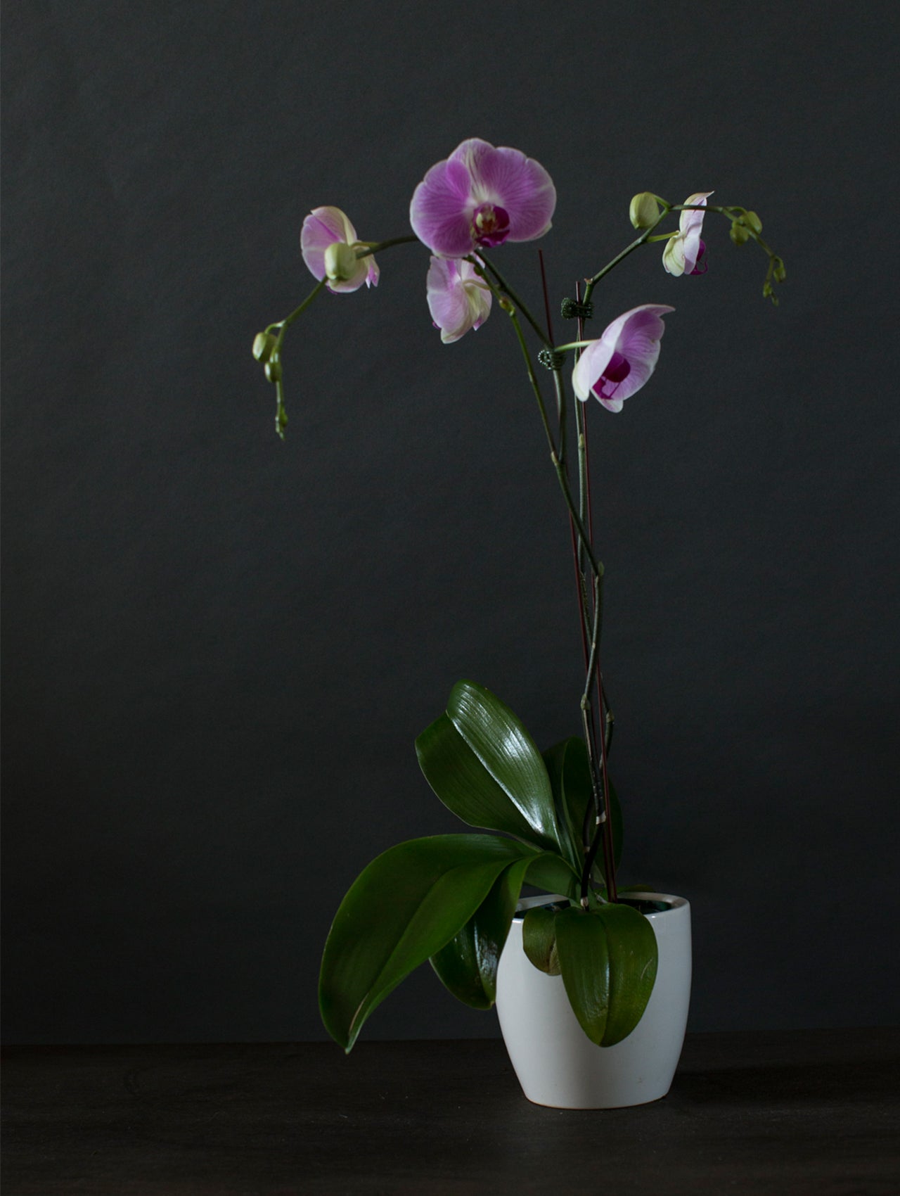 Potted Orchid