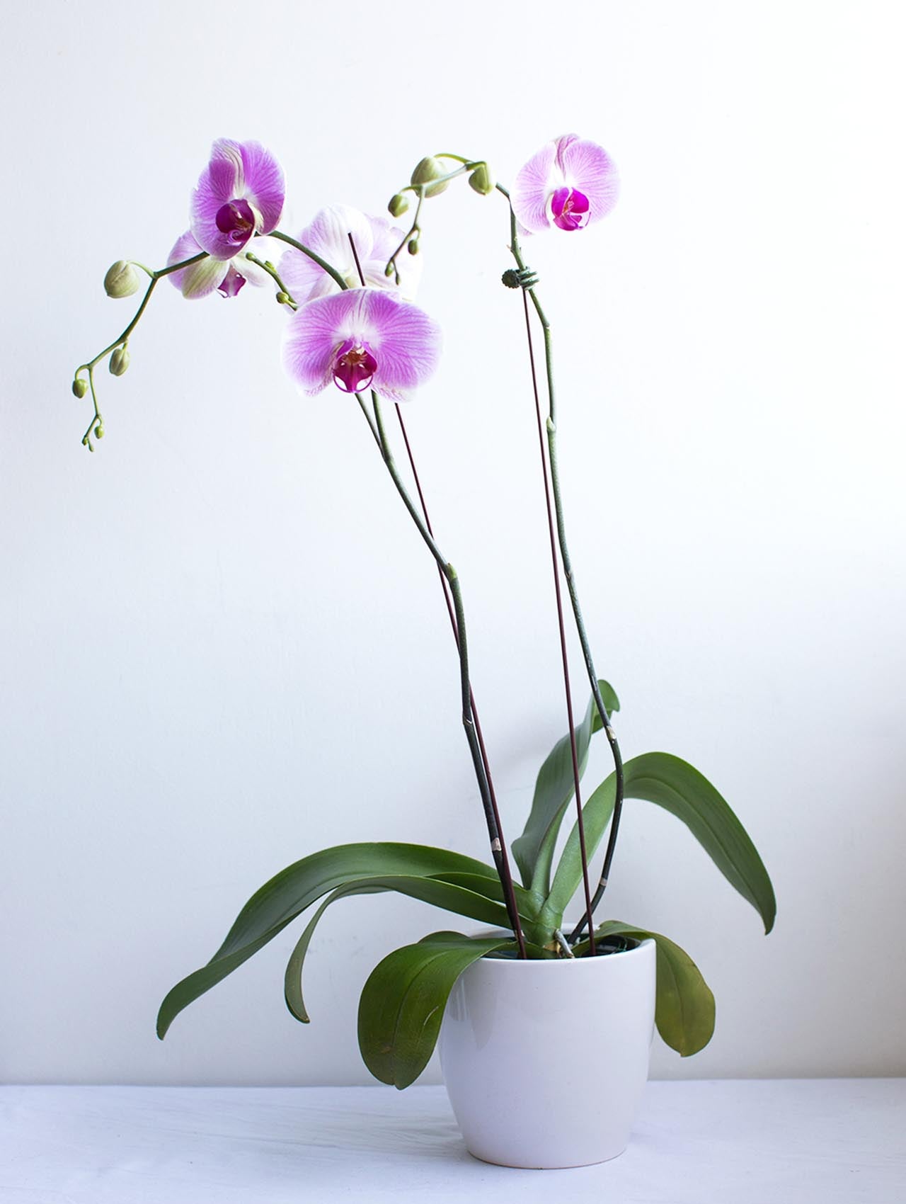 Potted Orchid